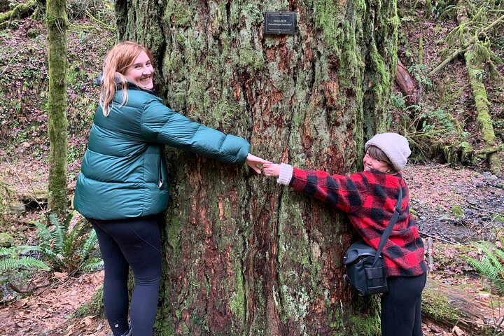 Trees so big it takes four to hug them